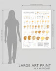 The Cheeses of France - Art Print