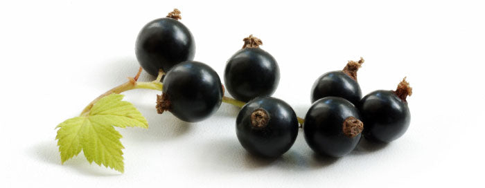 Tasting Terms: Blackcurrant