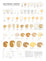 The Cheeses of France by De Long: illustrated cheese chart with textures and wine pairings—ideal for cheese lovers.